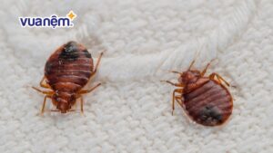 10 cách tiêu diệt côn trùng bọ rệp trong chăn ga gối hiệu quả