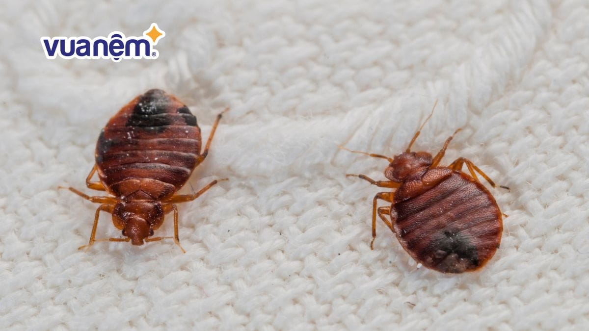 10 cách tiêu diệt côn trùng bọ rệp trong chăn ga gối hiệu quả