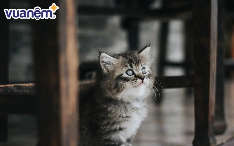 Mão hay mèo là con giáp thứ 4 trong hệ thống tử vi phương Đông.