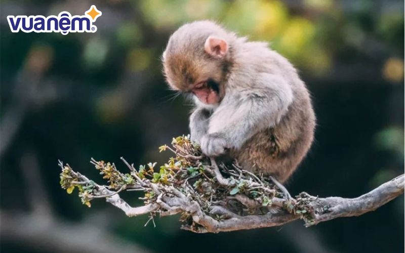 Người tuổi Thân bẩm sinh là những người có tính cách rất hài hước và vui vẻ từ trong tâm