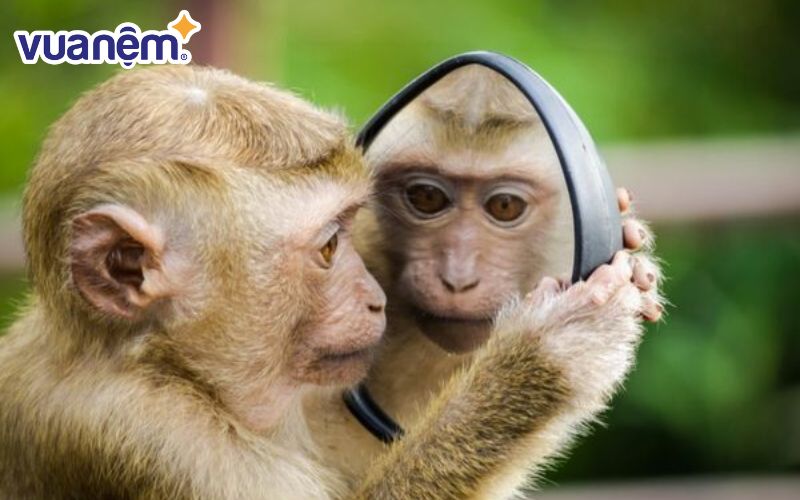 Người tuổi Thân thuộc tuýp người “thông minh bù cần cù”