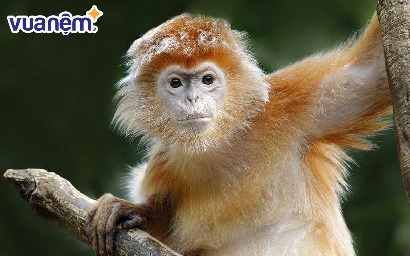 Người tuổi Thân cũng rất dễ sinh lòng đố kỵ.