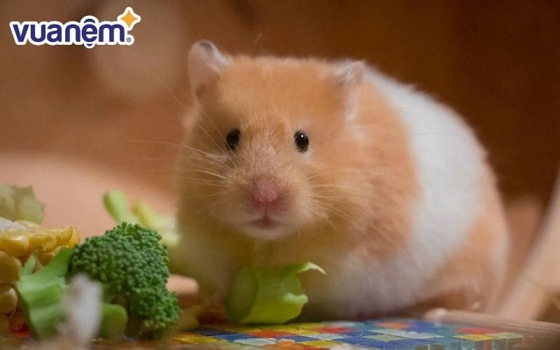 Người tuổi Tý bẩm sinh nhanh nhẹn và dễ dàng thích nghi với những thay đổi, biến động trong cuộc sống