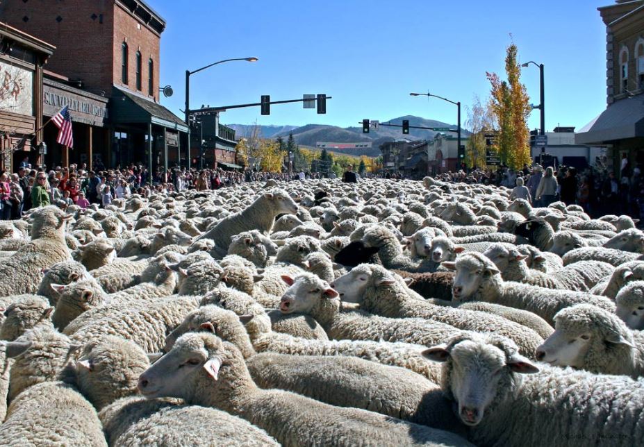 lễ hội điều hành cừu