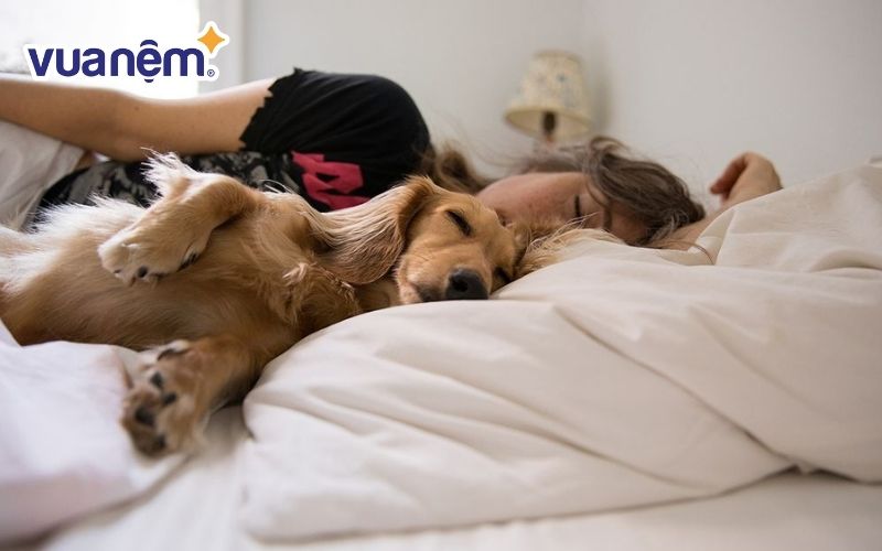 Hạn chế để vật nuôi lên giường