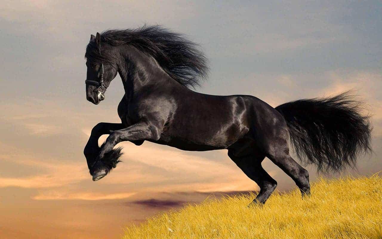 mơ thấy ngựa đen