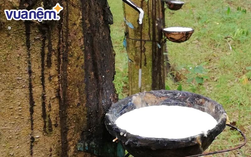 Nhiều người băn khoăn rằng nệm cao su Vạn Thành có tốt không?