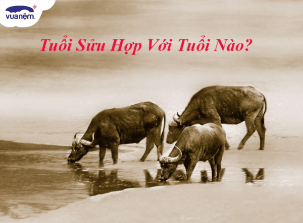 Tuổi Sửu hợp với tuổi nào trong tình yêu hôn nhân và sự nghiệp?