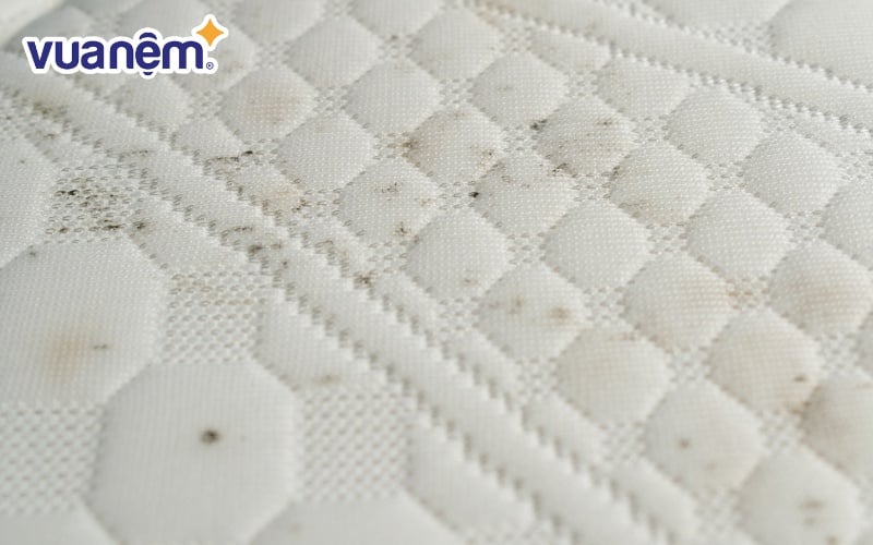 Số lượng vi khuẩn trên nệm chăn ga gối có thể tăng theo thời gian nếu không được vệ sinh thường xuyên