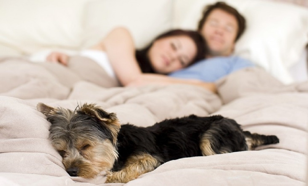 Ngủ chung với thú cưng gây ảnh hưởng đến đời sống sinh hoạt vợ chồng