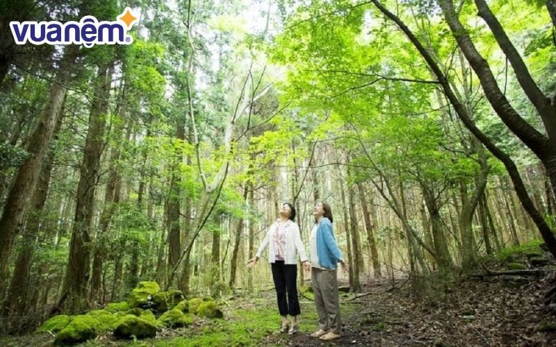 Sống gần với thiên nhiên mang đến nhiều lợi ích sức khỏe là bí quyết ngủ ngon của người Nhật Bản