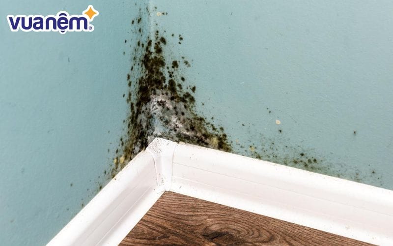 Có rất nhiều nguyên nhân khiến phòng ngủ bị ẩm mốc