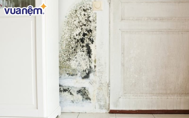 Mùa nồm với độ ẩm không khí cao thường xuyên khiến sàn nhà, tường bị mốc