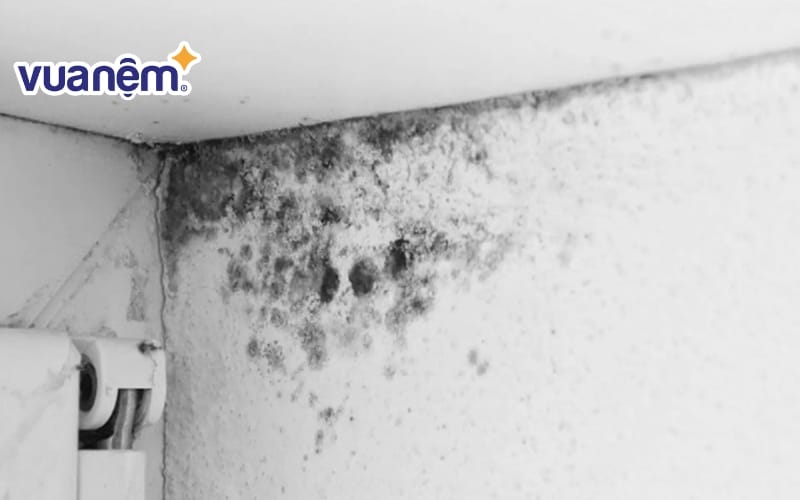 Phòng ngủ ẩm mốc gây khó chịu, âm thầm ảnh hưởng nghiêm trọng đến sức khỏe