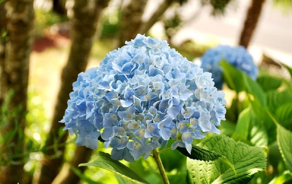 Hoa cẩm tú cầu xanh