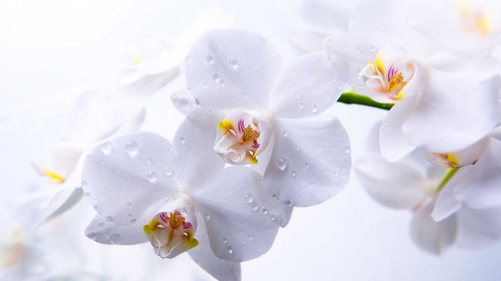 Hoa phong lan trắng hợp với người mệnh Kim