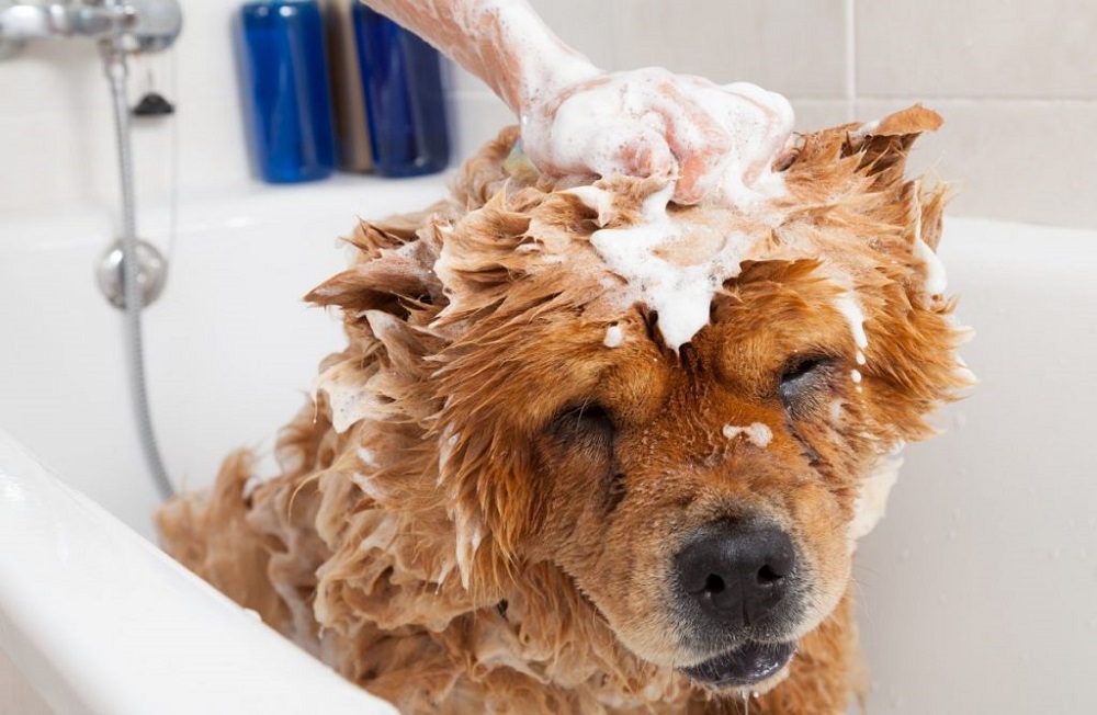 Tắm cho thú cưng thường xuyên