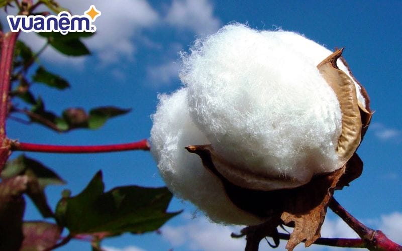 Sợi bông mềm mịn, quấn quanh hạt của cây bông