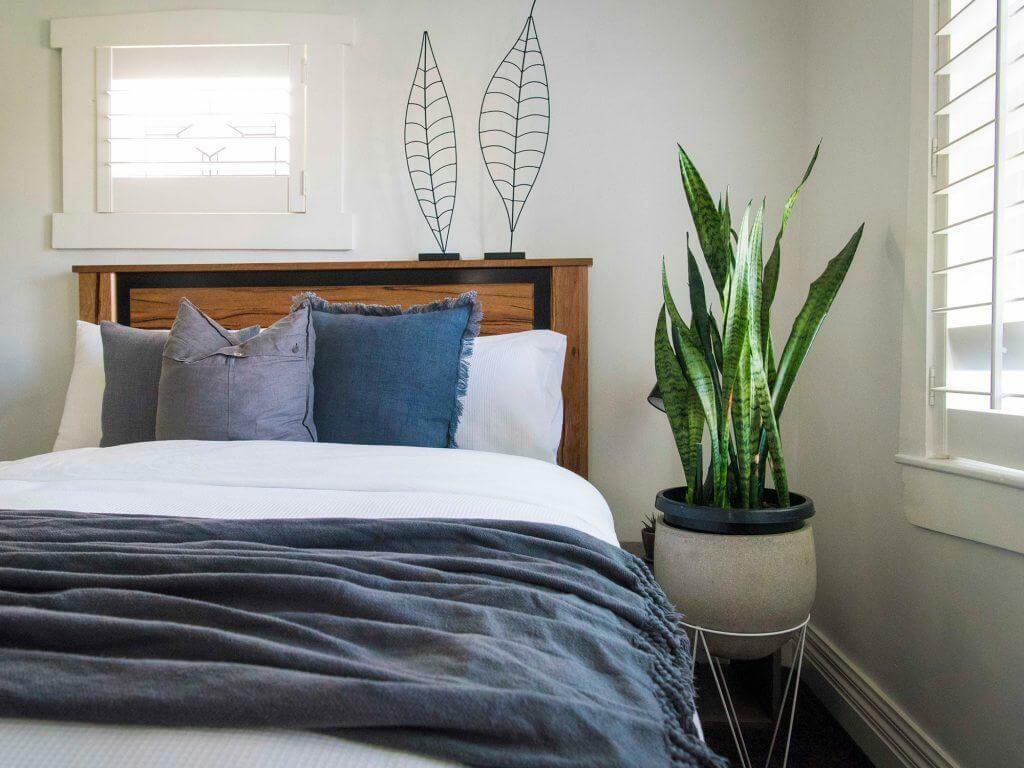 trồng cây lưỡi hổ trong phòng ngủ