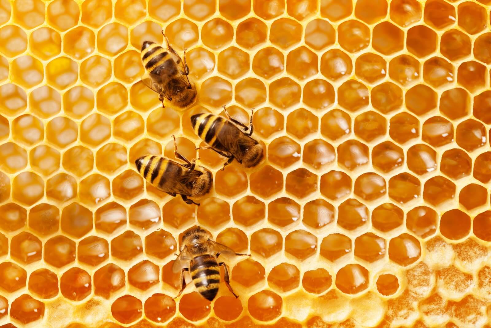 Mật ong nguyên chất 