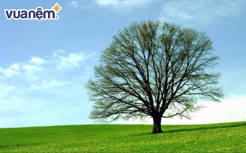 Cây cối trong trời đất là đại diện đặc trưng cho mệnh Mộc