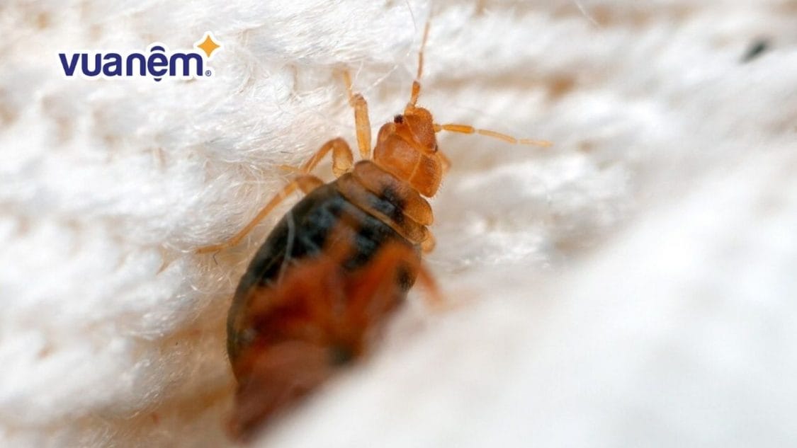Hướng dẫn nhận biết và xử lý rệp giường, mạt giường
