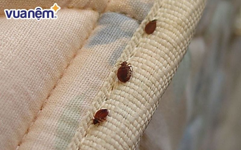 Rệp, mạt giường thường bám trên các khe của nệm