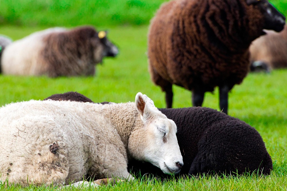 Cừu chỉ ngủ khoảng 5 giờ mỗi ngày