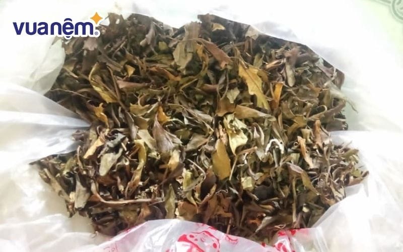 Phơi lá đinh lăng và hạ thổ trước khi nhồi ruột gối