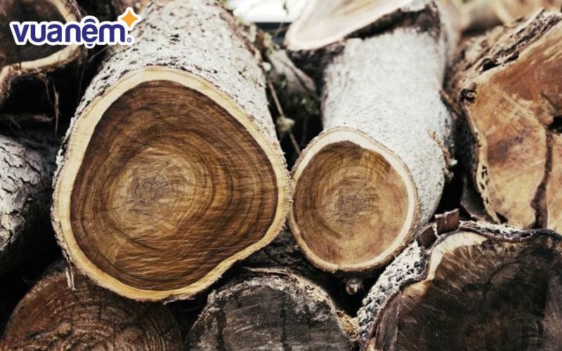 Cây Tràm được sử dụng khá phổ biến ở nước ta