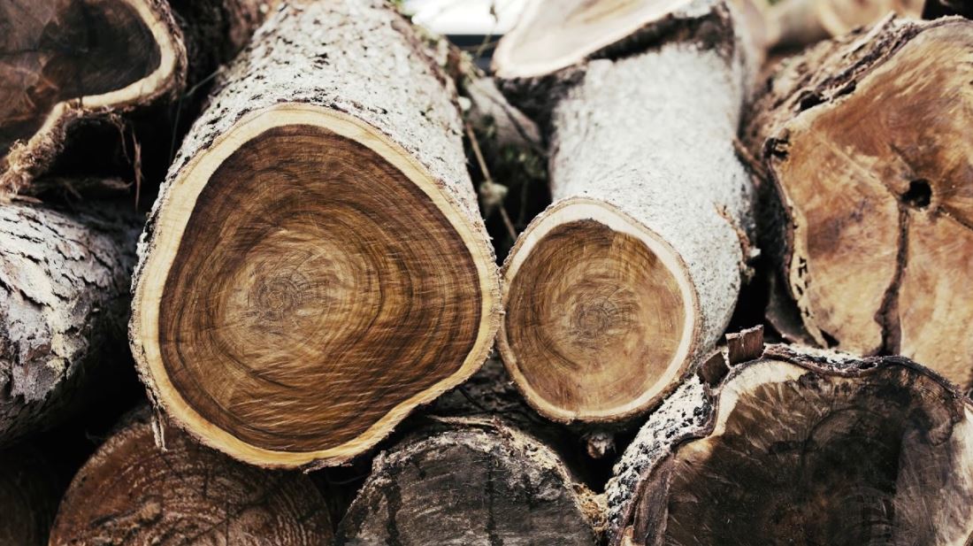 gỗ tràm là gì