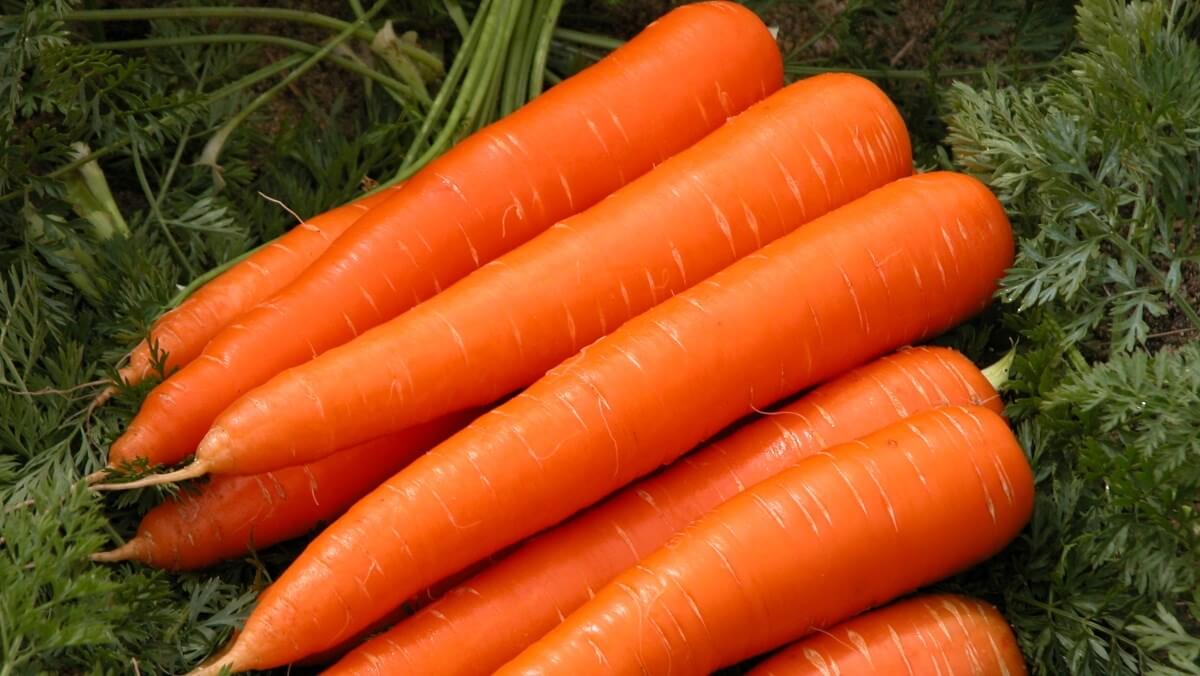 Cách lựa chọn cà rốt