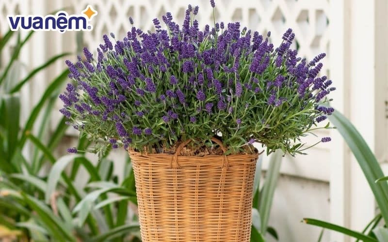 Trồng cây đuổi muỗi trong phòng ngủ bạn cần đặt ở vị trí thoáng mát