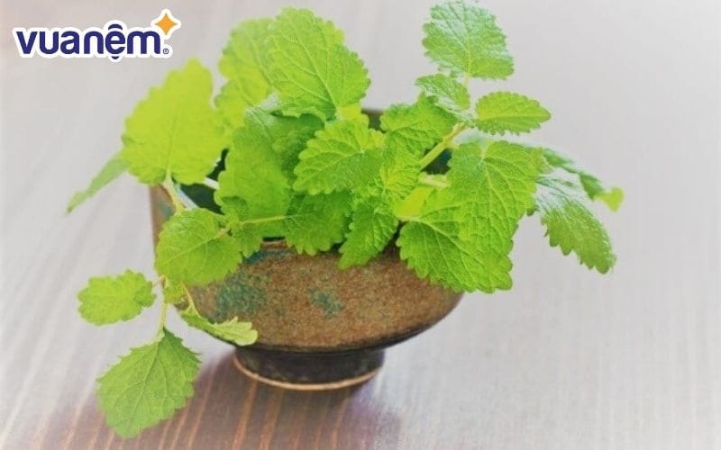 Cây bạc hà là cây đuổi muỗi trong phòng ngủ được dùng phổ biến hiện nay