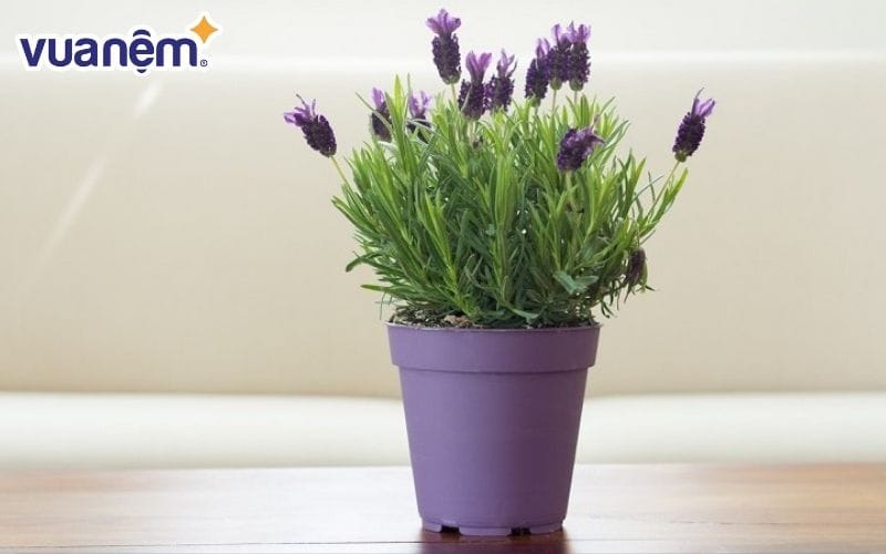 Bạn có thể dùng hoa oải hương như một loại cây đuổi muỗi trong phòng ngủ