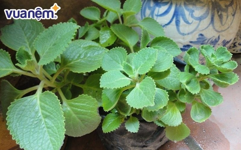 Cây húng chanh có tác dụng đuổi muỗi phòng ngủ rất tốt