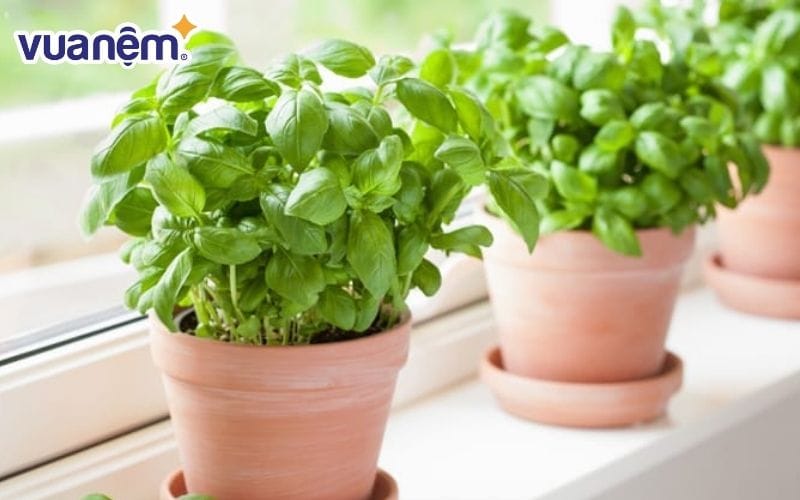 Trồng cây húng quế để đuổi muỗi phòng ngủ