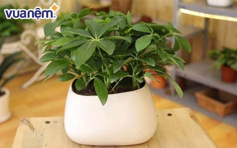 Trồng cây đuổi muỗi trong phòng ngủ - Cây ngũ gia bì