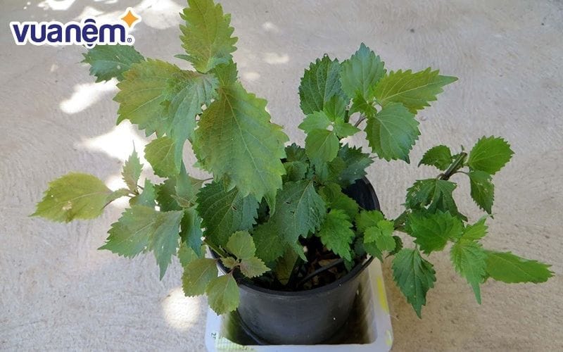 Trồng cây tía tô trong phòng ngủ