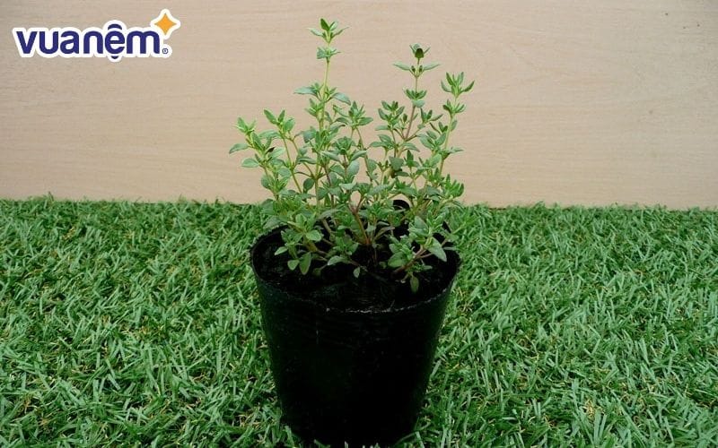 Sử dụng cây xạ hương để đuổi muỗi