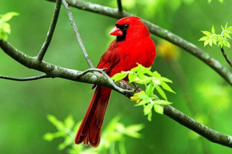 Bật mí TOP 20 loài chim đẹp nhất thế giới - Vua Nệm