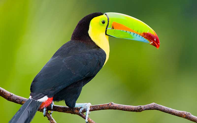 Chim Ramphastos Sulfuratus