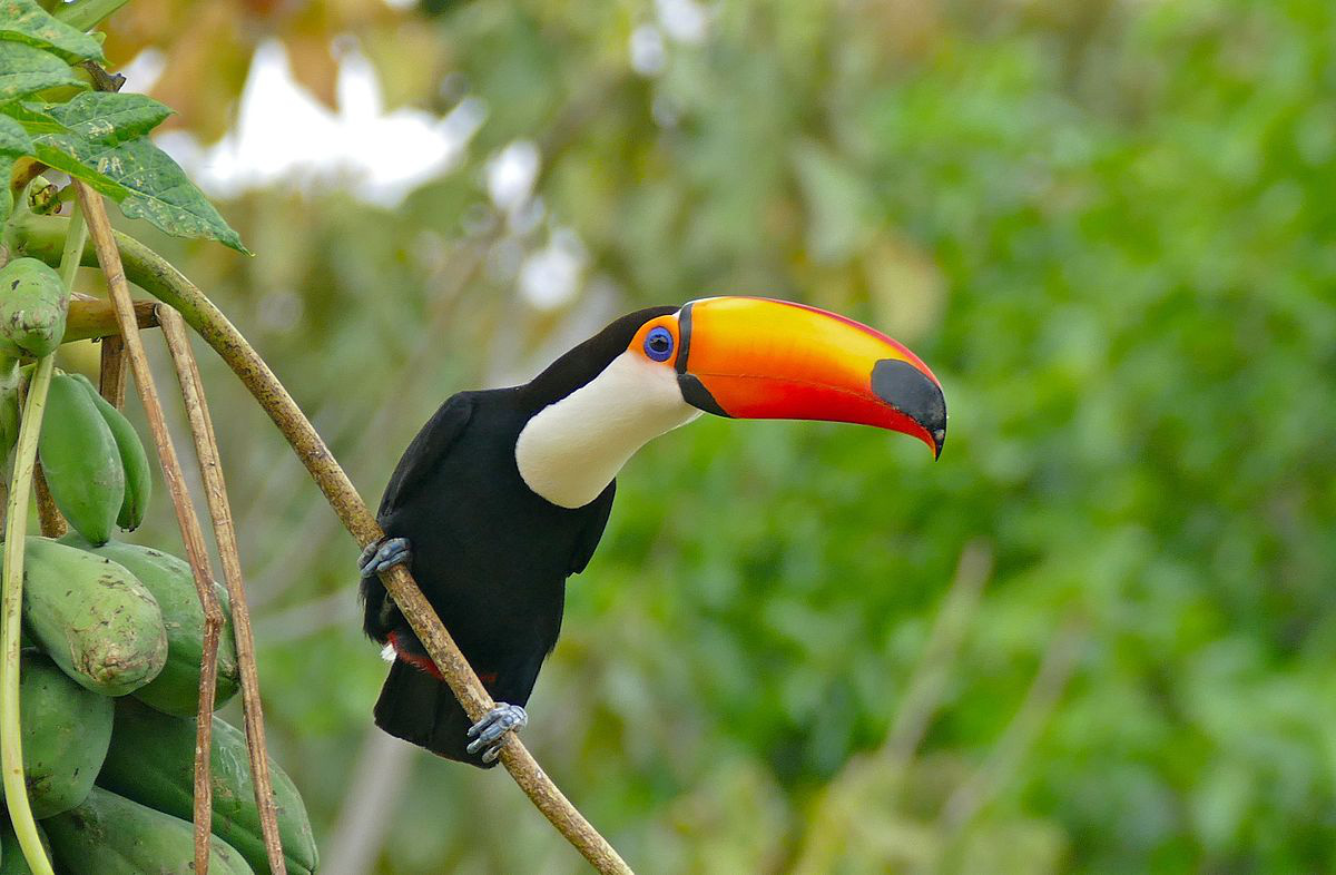 Chim Toucan mỏ thuyền