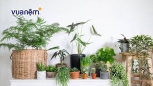 Trồng cây đuổi muỗi trong phòng ngủ nên chọn loại cây nào?