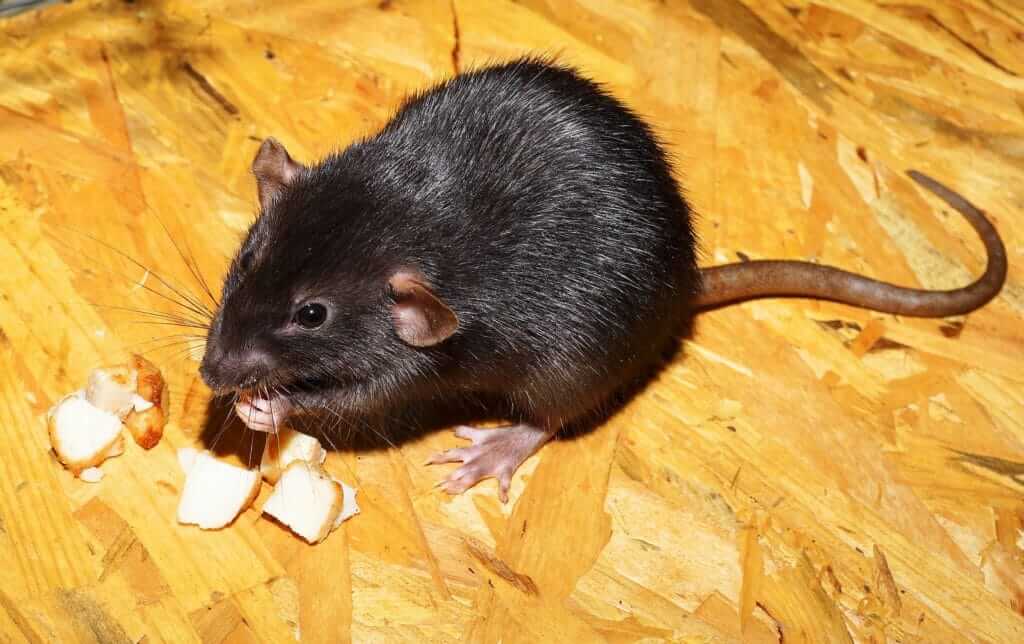 Cách bẫy chuột bằng khoai tây