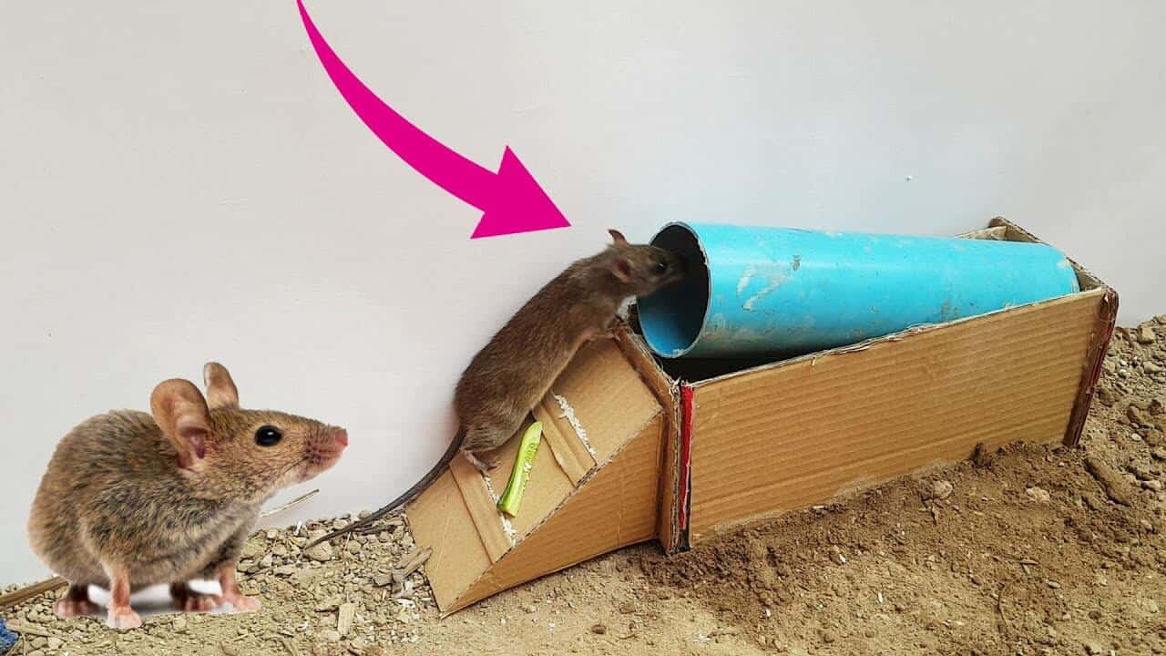 Tiến hành bẫy chuột để tránh phá hoại