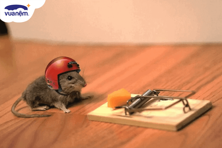 cách làm bẫy chuột