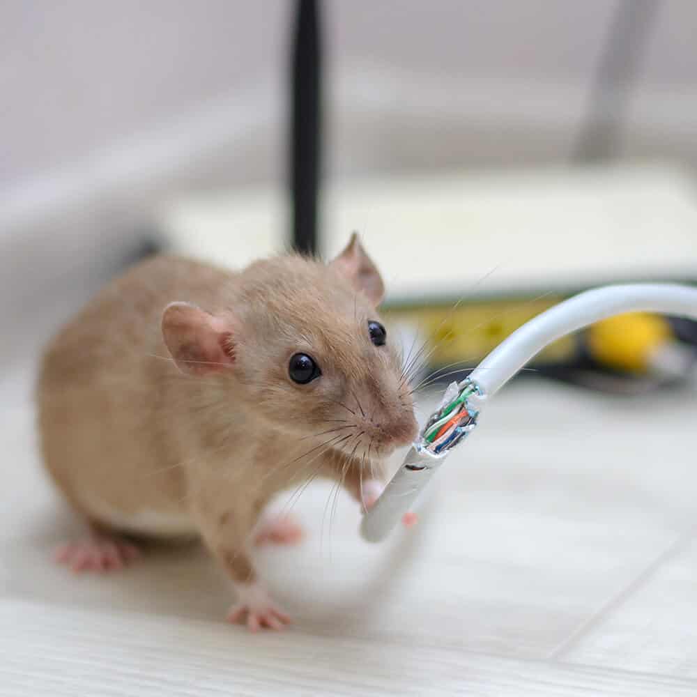 Cách bẫy chuột không cần mồi