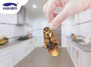 Mách bạn hơn 10 cách diệt gián tại nhà không cần dùng hóa chất