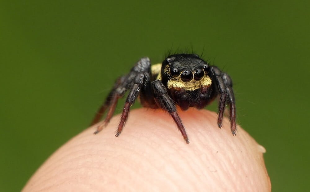 Loài nhện có dáng vẻ khá đáng sợ 